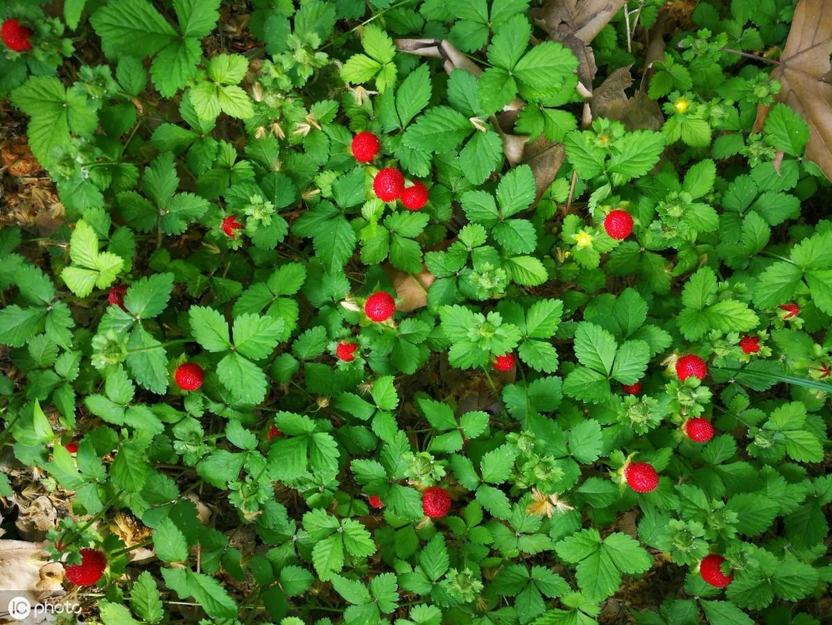 致富种植蛇莓怎么样_蛇莓种植技术_蛇莓种植致富