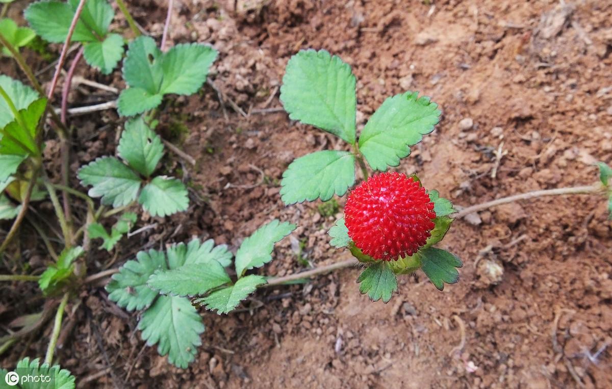 蛇莓种植致富_蛇莓种植技术_致富种植蛇莓怎么样