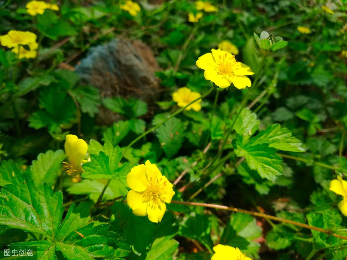 蛇莓种植技术_蛇莓种植致富_致富种植蛇莓怎么样