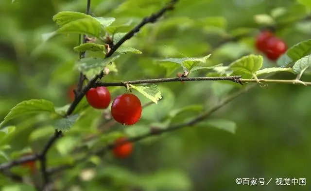 盆栽樱桃种植方法_盆栽种植樱桃技术要点_樱桃种植盆栽技术