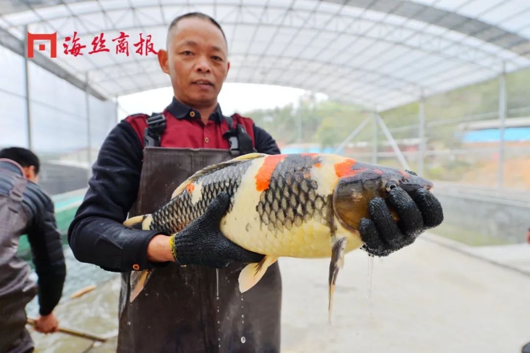 养殖致富网锦鲤养殖_养殖致富锦鲤网名大全_致富经锦鲤养殖视频