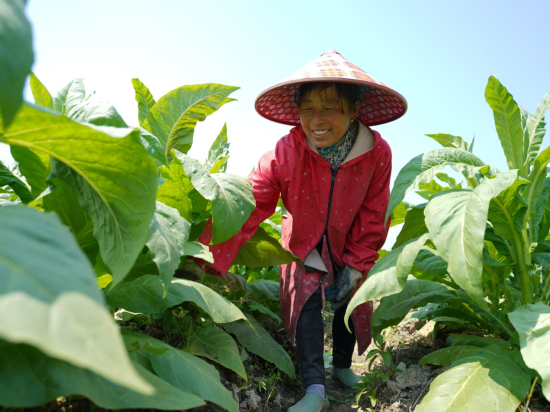 江西安福：培育职业烟农 助力乡村振兴