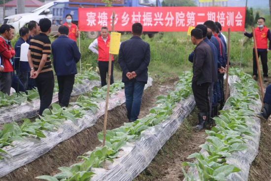 安福种植致富故事_种植致富案例_致富种植视频全集