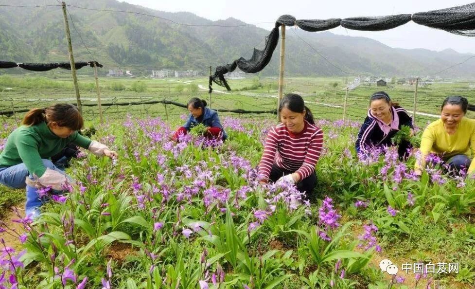 中草药黄精种植技术_中草药黄精种植技术_中草药黄精种植技术