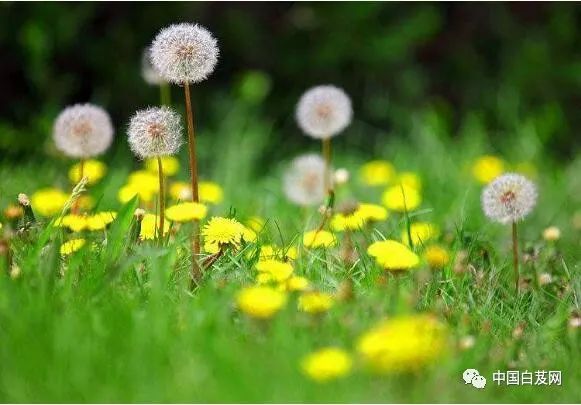 中草药黄精种植技术_中草药黄精种植技术_中草药黄精种植技术