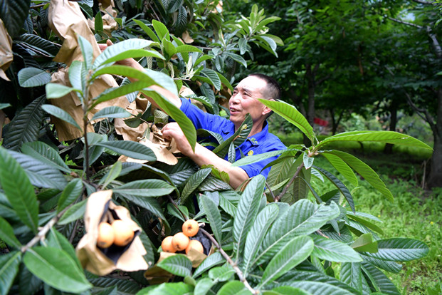 种植产业致富项目_致富种植产业项目介绍_致富种植创业项目