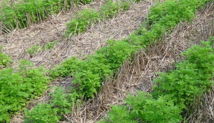 河南荆芥种植全攻略（种植月份、地点、种子选购、生长环境、养护技巧等详解）