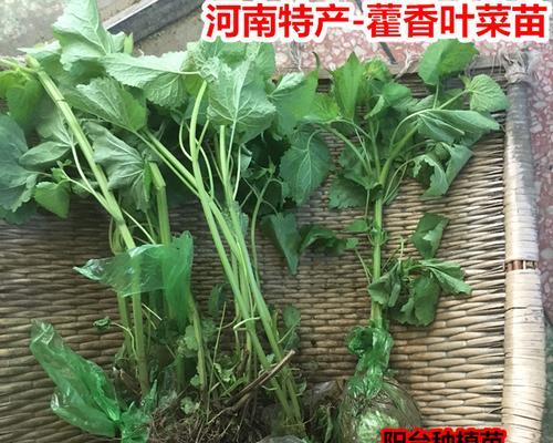 河南荆芥种植全攻略（种植月份、地点、种子选购、生长环境、养护技巧等详解）