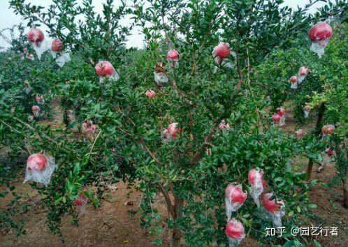 地黄种植致富_四季蒜苗种植致富_泰顺种植致富果