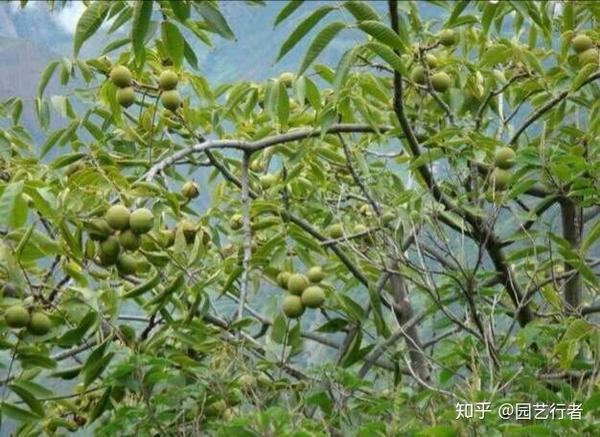 四季蒜苗种植致富_地黄种植致富_泰顺种植致富果