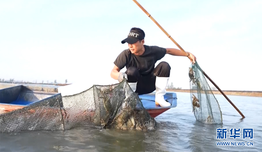 走进乡村看小康|湖北汉川：虾蟹鳜混养助力农民致富增收