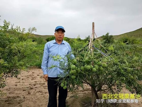 蛇皮果的种植产果几年_泰顺种植致富果_地黄种植致富