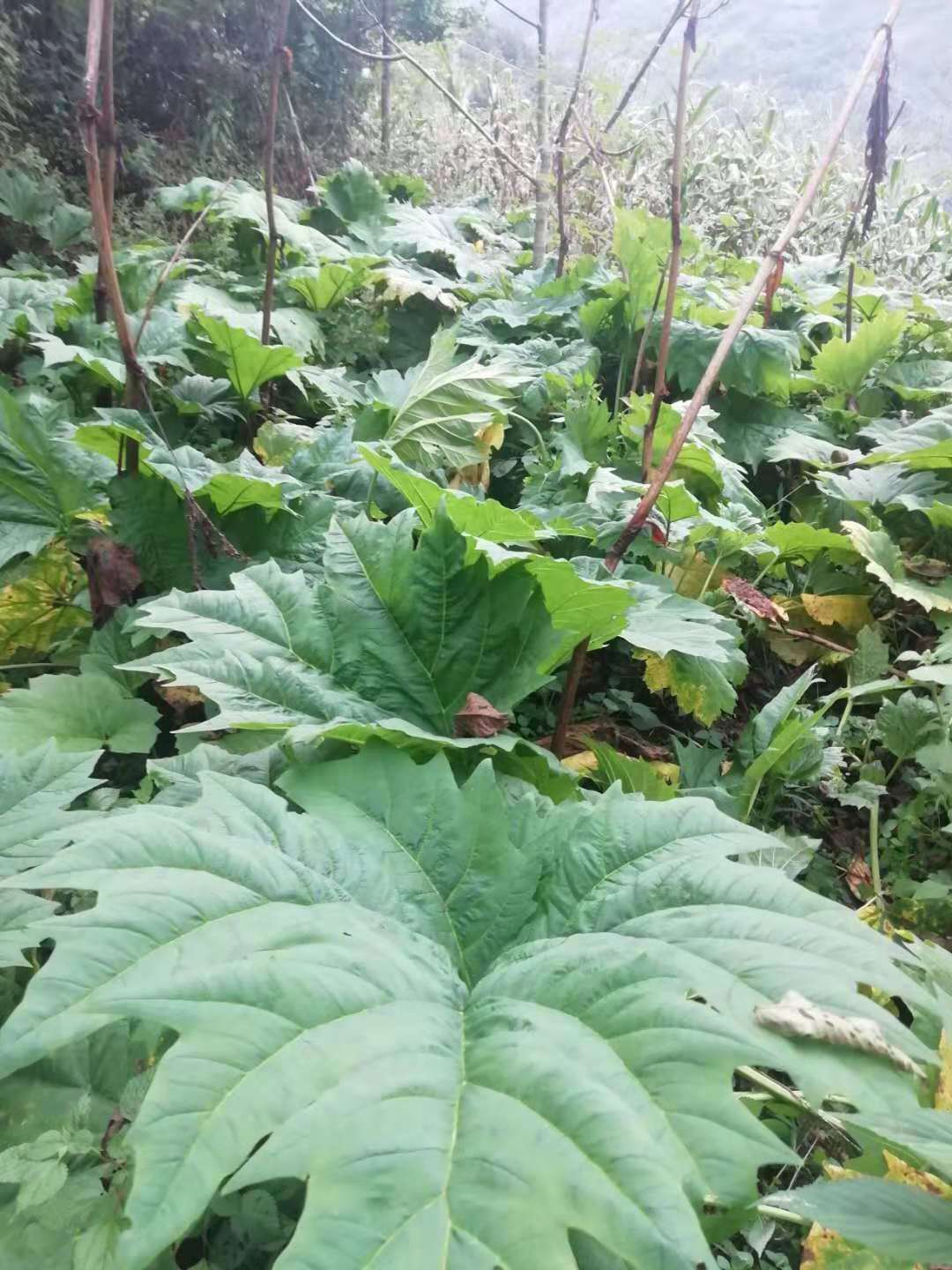 云南省掌叶大黄种植前景