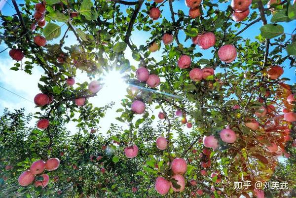 山梁粱上种出金蛋蛋 苹果产业圆了延川万千果农的“致富梦”