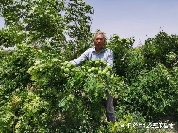 泰顺种植致富果_年种植什么赚钱种植致富项_农村致富种植