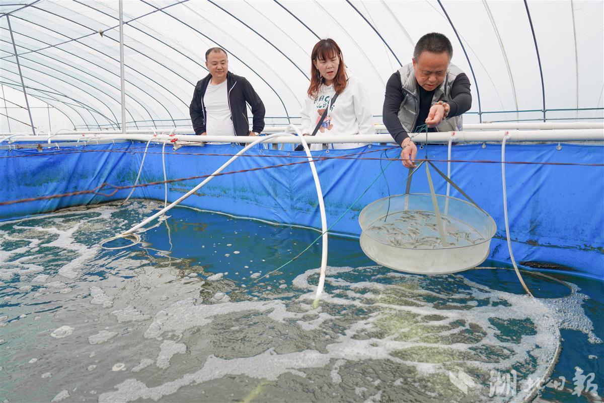 农村养殖对虾_养殖对虾技术大全_对虾养殖致富项目