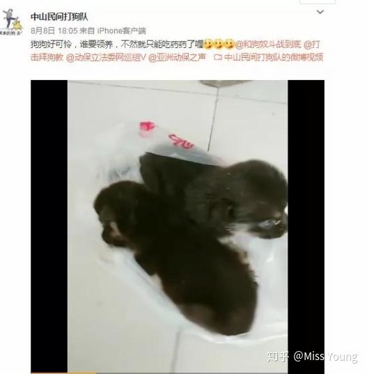 养高加索犬是什么感受_高加索肉狗养殖技术_养高加索犬的好处