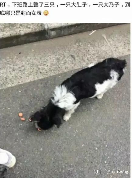 养高加索犬的好处_高加索肉狗养殖技术_养高加索犬是什么感受