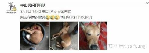 养高加索犬的好处_高加索肉狗养殖技术_养高加索犬是什么感受