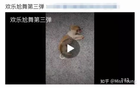 高加索肉狗养殖技术_养高加索犬的好处_养高加索犬是什么感受