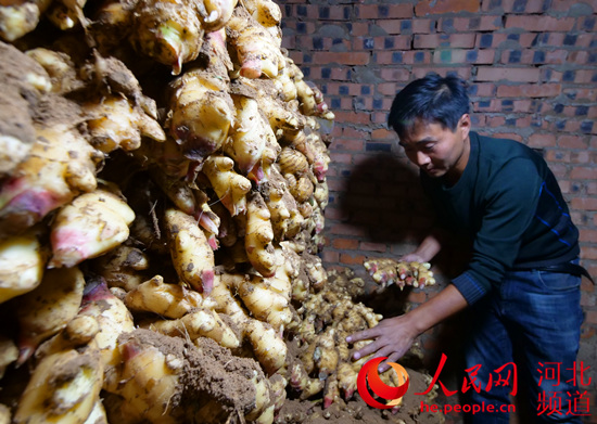 致富生姜种植人群有哪些_生姜种植致富经_种植生姜致富人