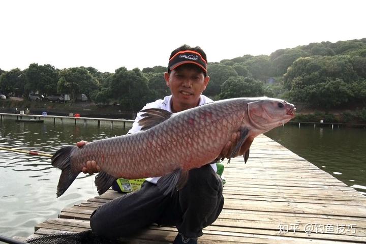 青鱼最喜欢果味还是薯味？钓青鱼的鱼饵味型的4个配制要点