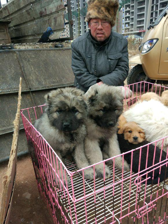 高加索犬养殖_高加索肉狗养殖技术_养高加索犬是什么感受