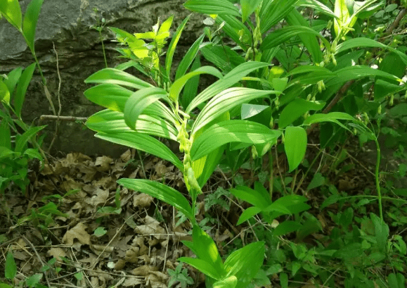 致富种植玉竹图片_致富种植玉竹视频_玉竹的种植致富