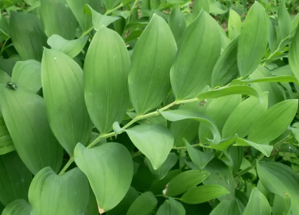 致富种植玉竹视频_致富种植玉竹图片_玉竹的种植致富