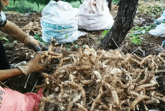 玉竹的种植致富_致富种植玉竹视频_致富种植玉竹图片