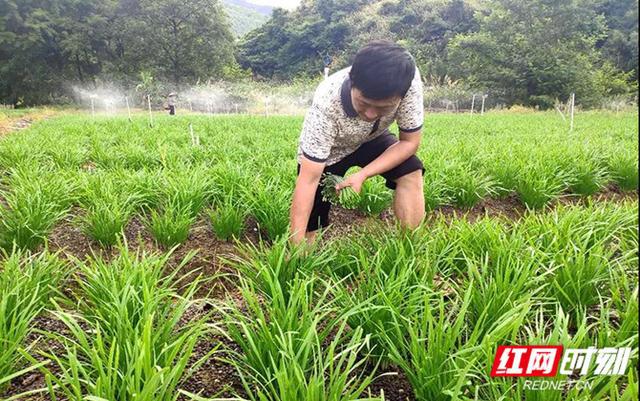 北方大棚韭菜亩产多少_北方大棚韭菜种植技术_致富经东北大棚韭菜种植