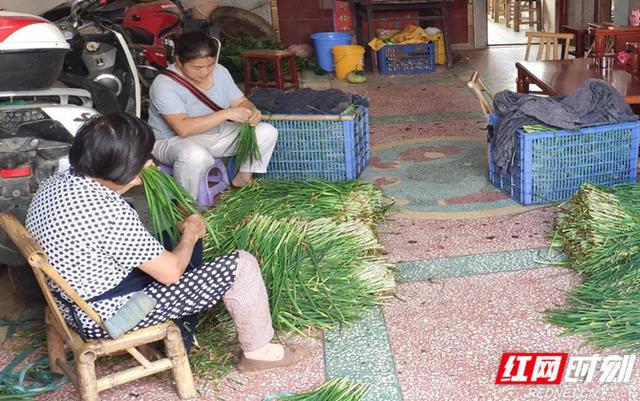 北方大棚韭菜种植技术_北方大棚韭菜亩产多少_致富经东北大棚韭菜种植