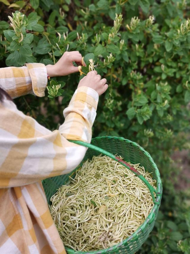 许昌种植致富项目_许昌适合种什么农作物_许昌种植结构