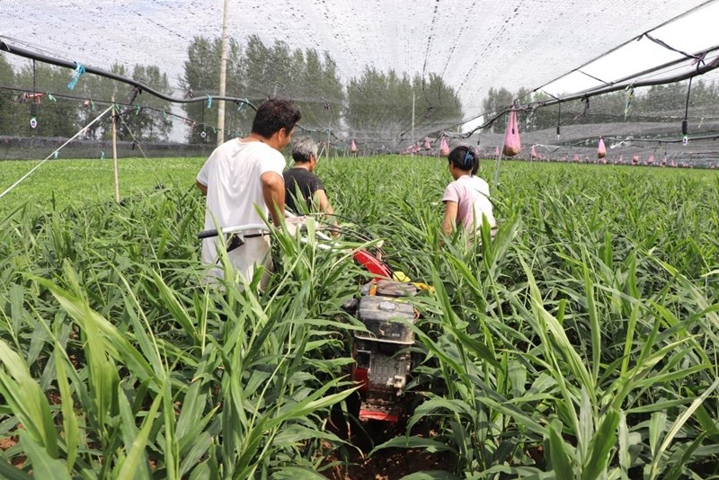 种植生姜致富人_致富生姜种植人员名单_致富经生姜种植技术视频