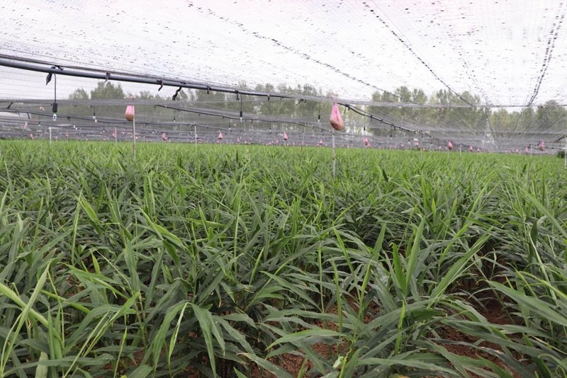 致富生姜种植人员名单_种植生姜致富人_致富经生姜种植技术视频