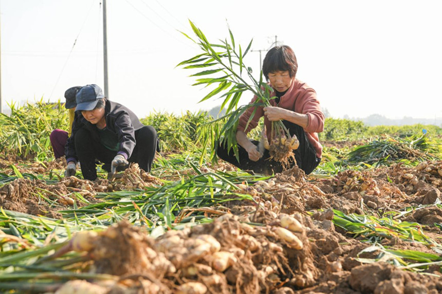 村民们正在地里收获生姜。 高儒森摄