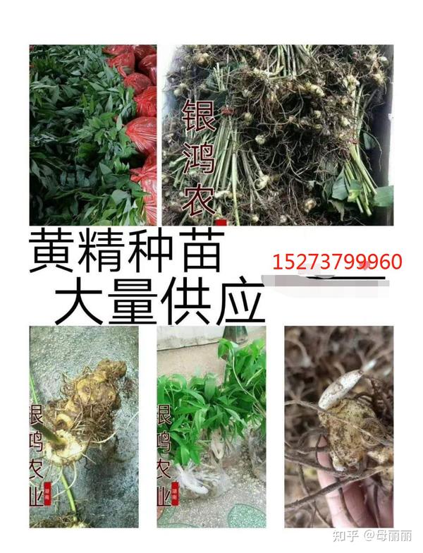 黄精可以种植吗？哪里有实用的黄精种植技术？