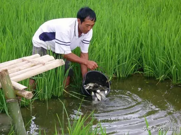 鱼稻混养有什么好处，稻田养鱼要注意的几个事项