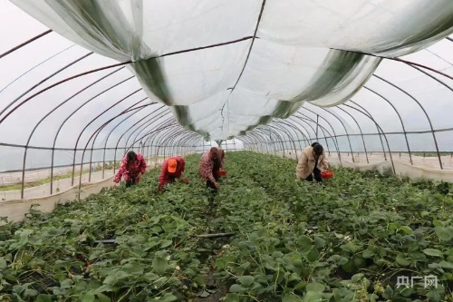 种草莓发家致富_种植草莓能致富吗_致富能种植草莓吗