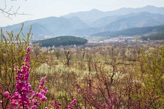 方山种植致富_孝感农业致富种植各种水果网_方山的植物