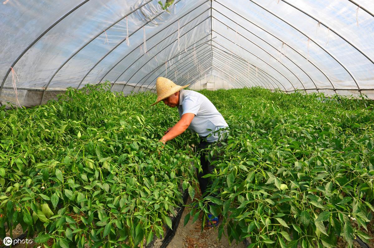 棚室重茬种植对蔬果影响大，了解些知识方法，轻松降低连作障碍