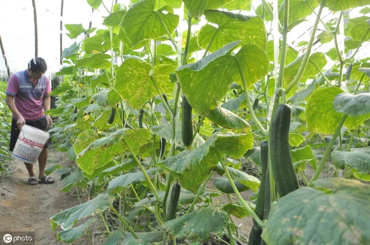 无土栽培豇豆_无土豇豆种植技术_农广天地种植豇豆技术视频