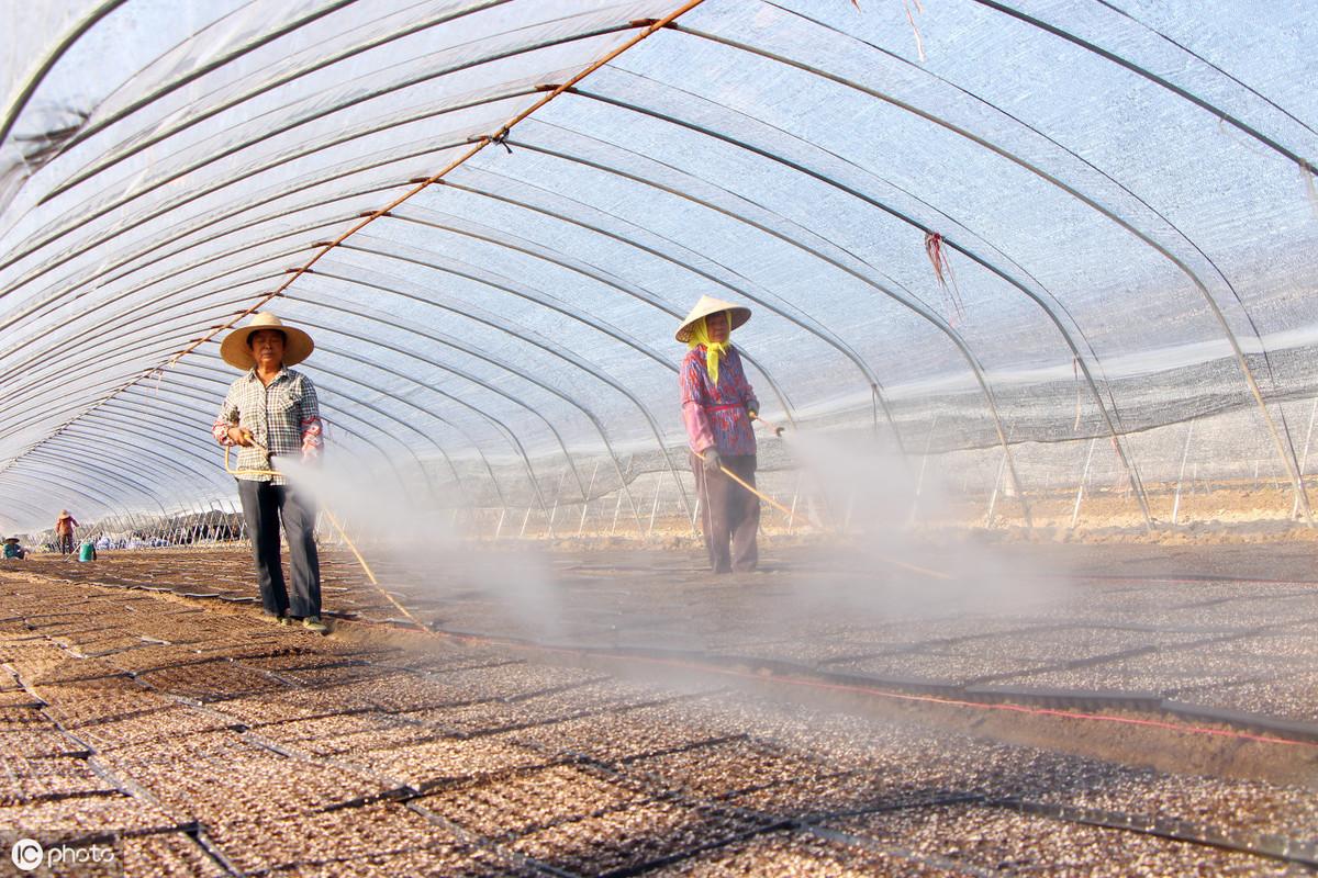 无土豇豆种植技术_无土栽培豇豆_农广天地种植豇豆技术视频