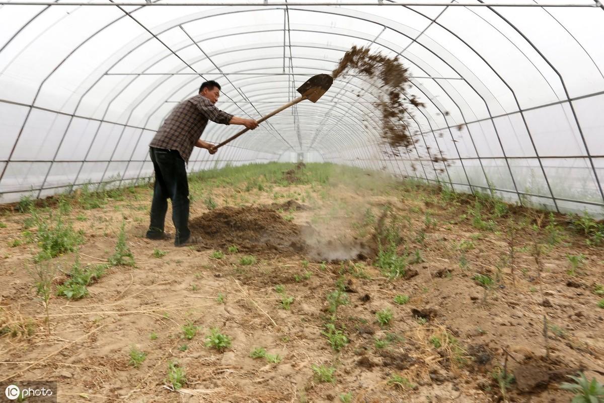 农广天地种植豇豆技术视频_无土豇豆种植技术_无土栽培豇豆