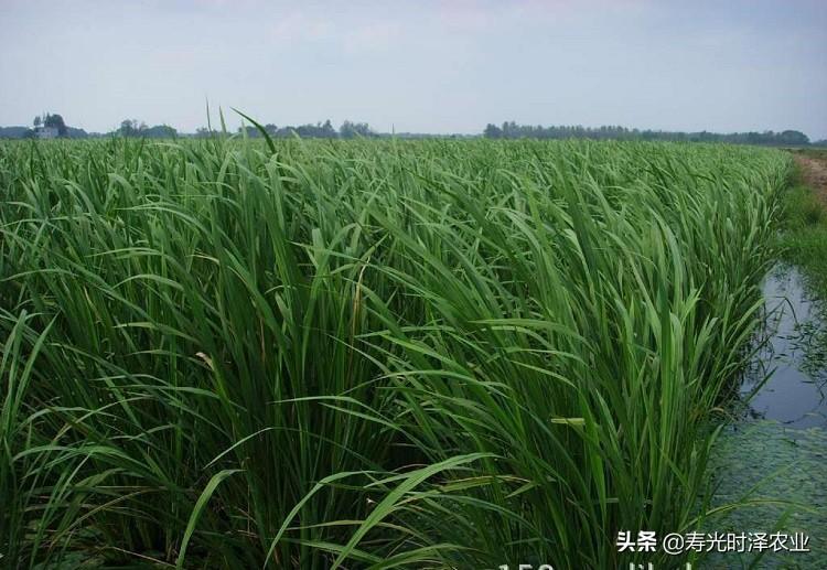 农广天地种植豇豆技术视频_无土豇豆种植技术_种植土豇豆无技术要求