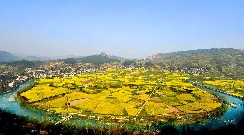 致富种植糖料蔗文案怎么写_致富经 种植_致富种植业