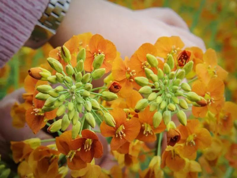 致富种植业_致富经 种植_致富种植糖料蔗文案怎么写