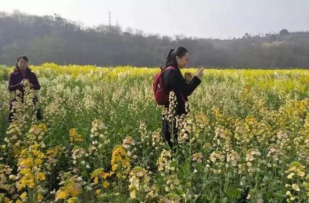 致富种植糖料蔗文案怎么写_致富种植业_致富经 种植