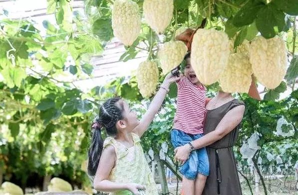 致富种植业_致富经 种植_致富种植糖料蔗文案怎么写