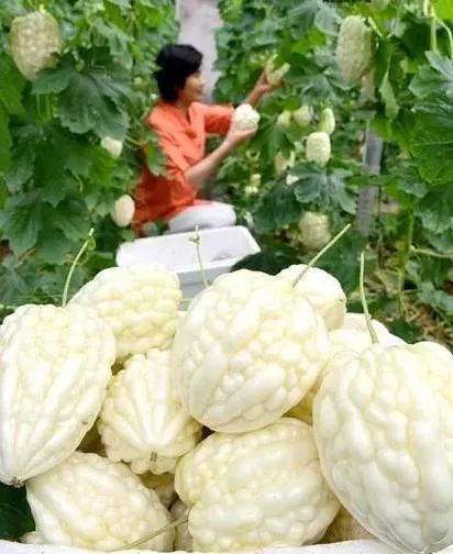 致富种植糖料蔗文案怎么写_致富经 种植_致富种植业